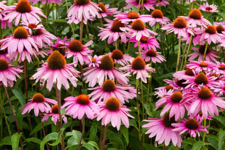 purple coneflower