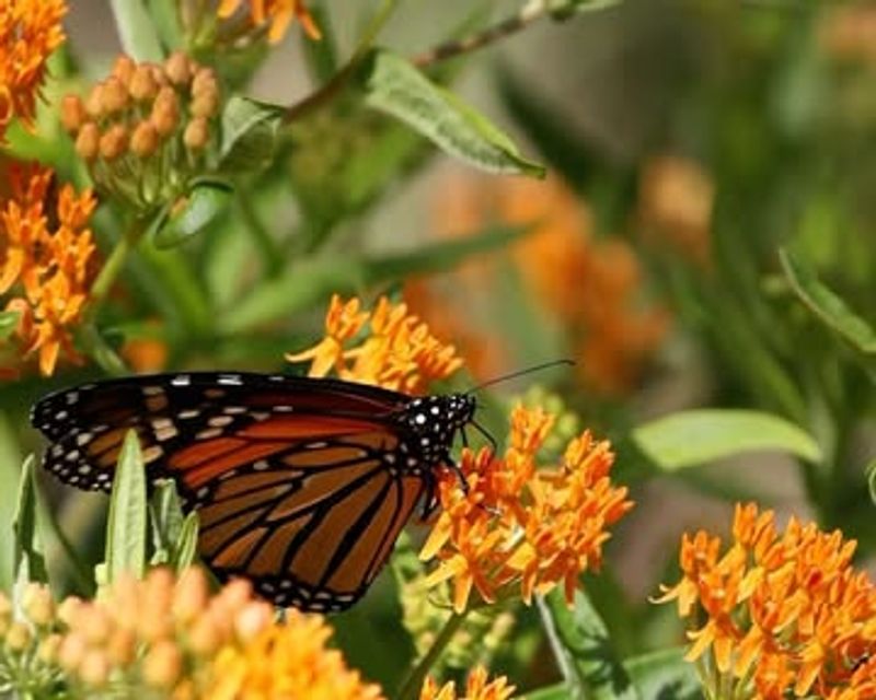Monarch Butterfly