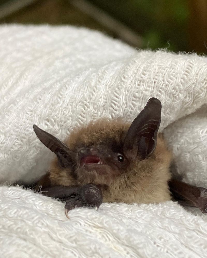 Northern Long-eared Bats