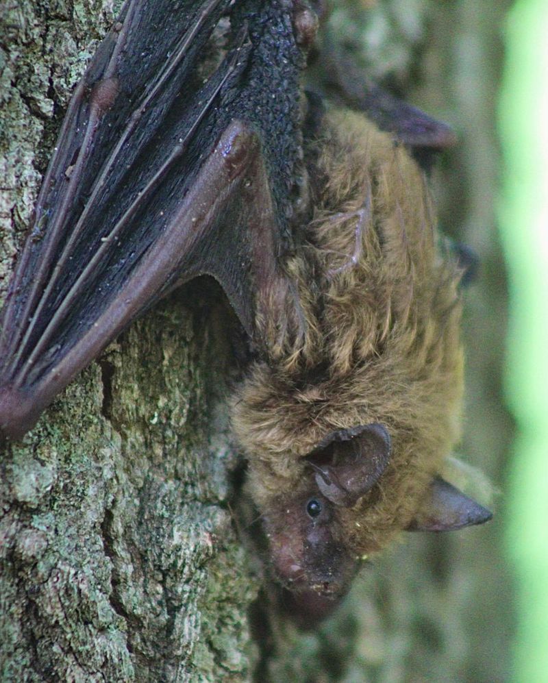 Big Brown Bats