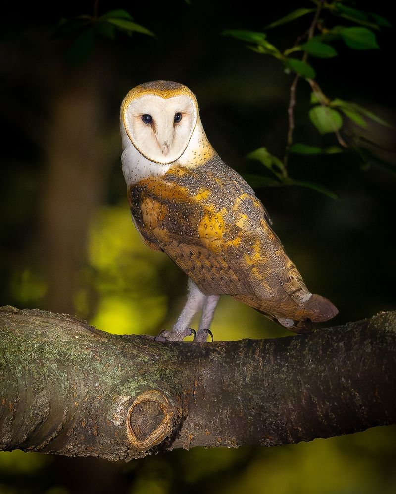 Barn Owl