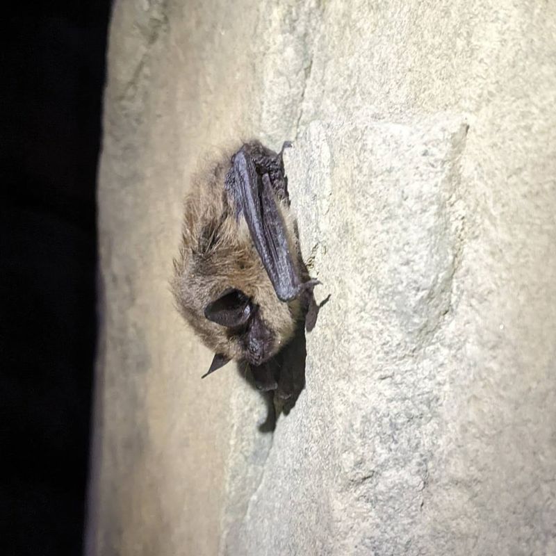 Northern Bat