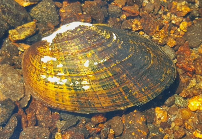 Dwarf Wedge Mussel