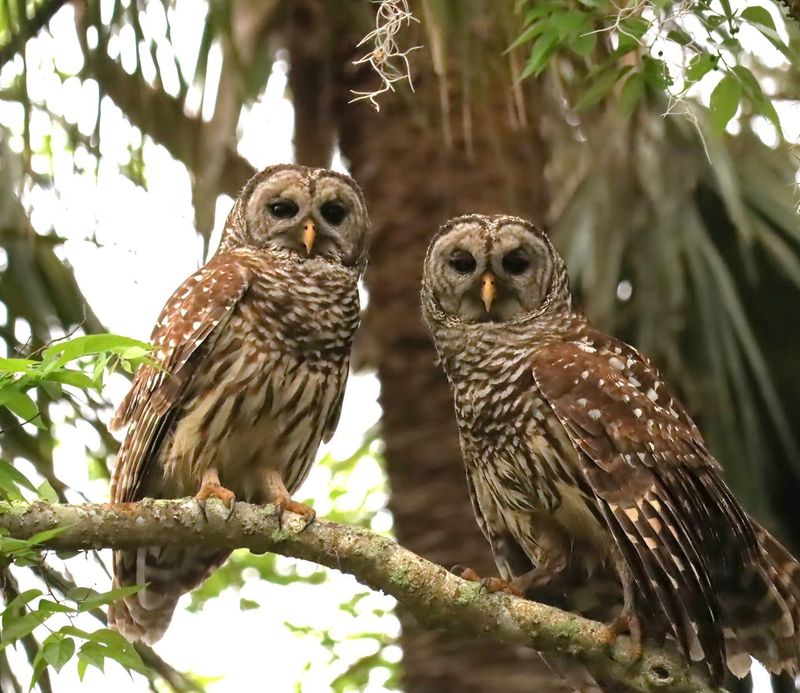 Barred Owls