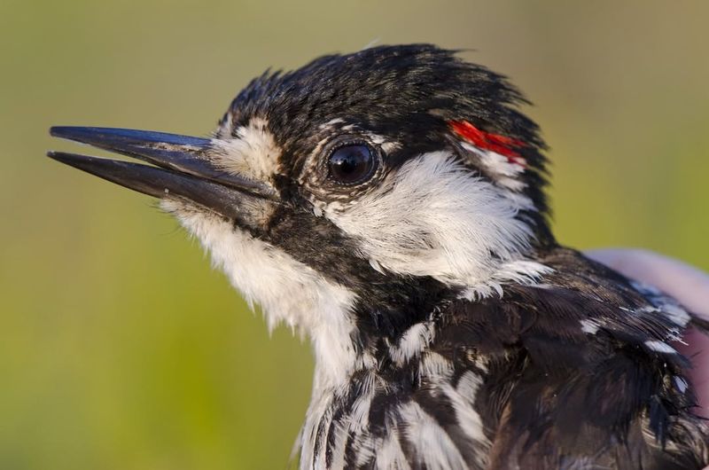 Red-Cockaded Woodpeckers