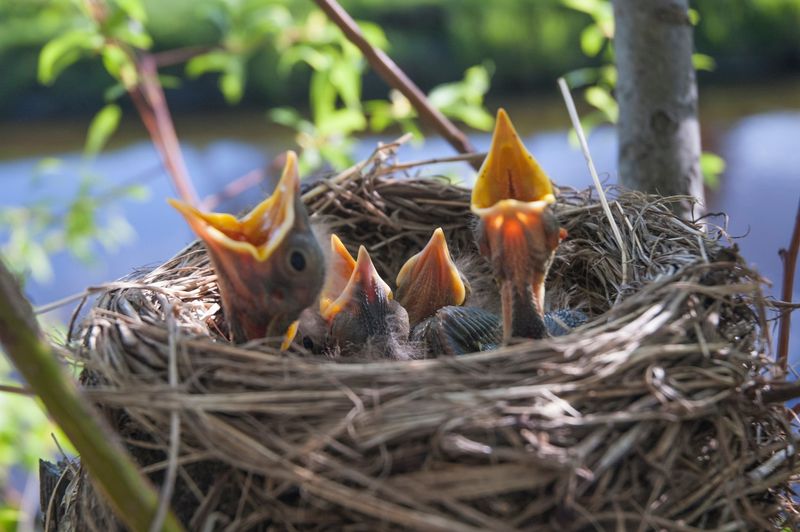 Migratory Songbirds And Their Nests