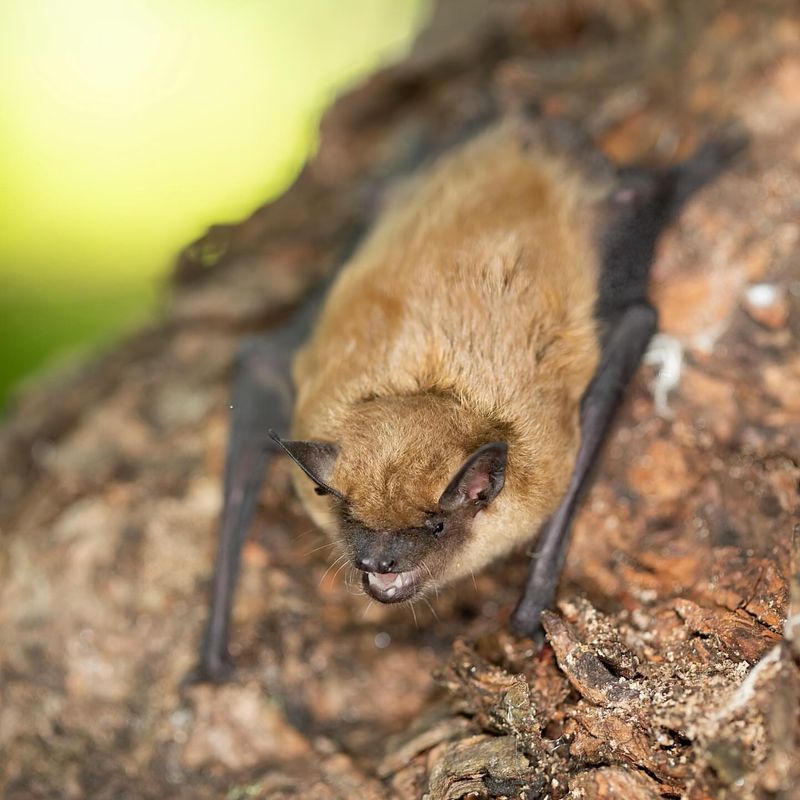 Little Brown Bats At Twilight