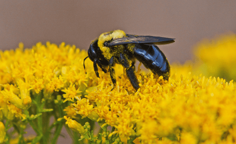 Native Bumblebees Buzzing With Legal Protection