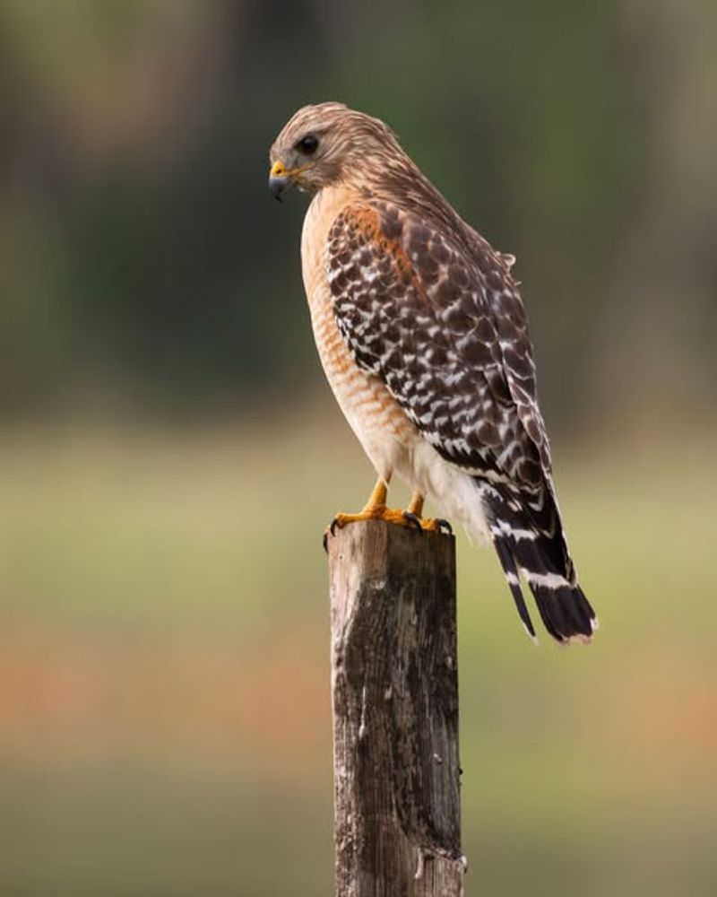 Red-Shouldered Hawks: Backyard Hunters