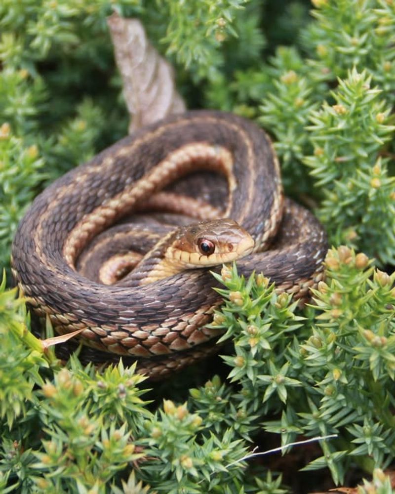 Certain Snake Species: Garden Allies Against Rodents