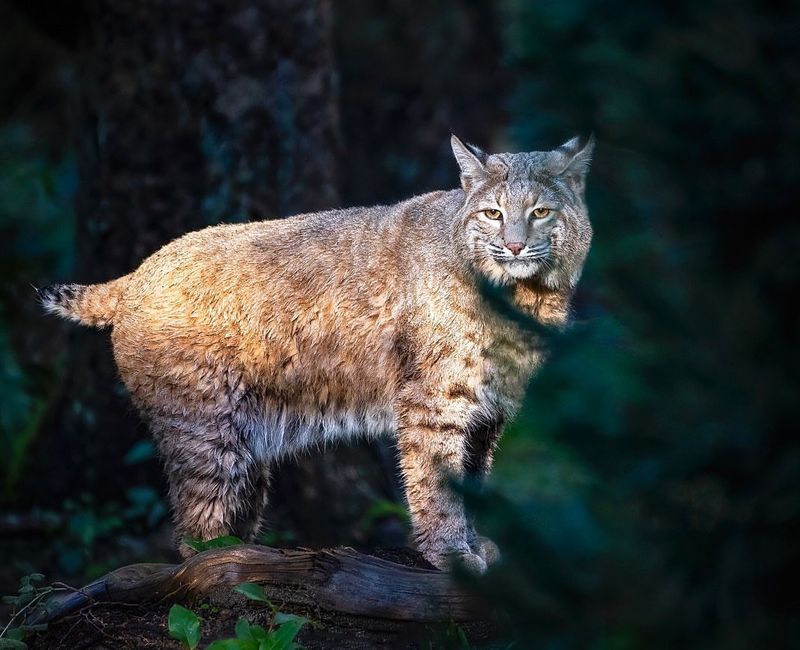 Bobcats - Elusive Suburban Predators