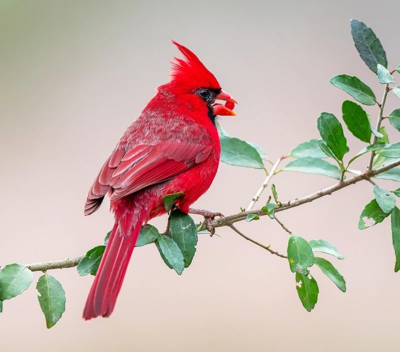 Northern Cardinal