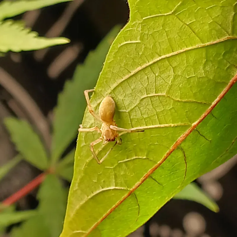 Yellow Sac Spider
