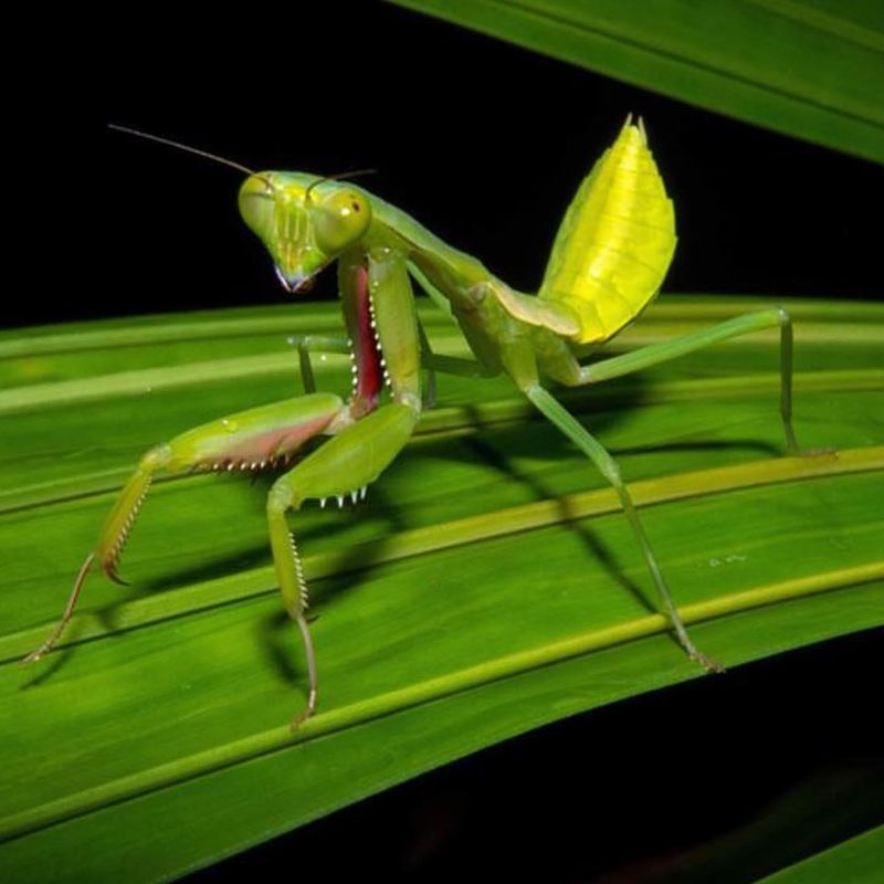 Praying Mantis