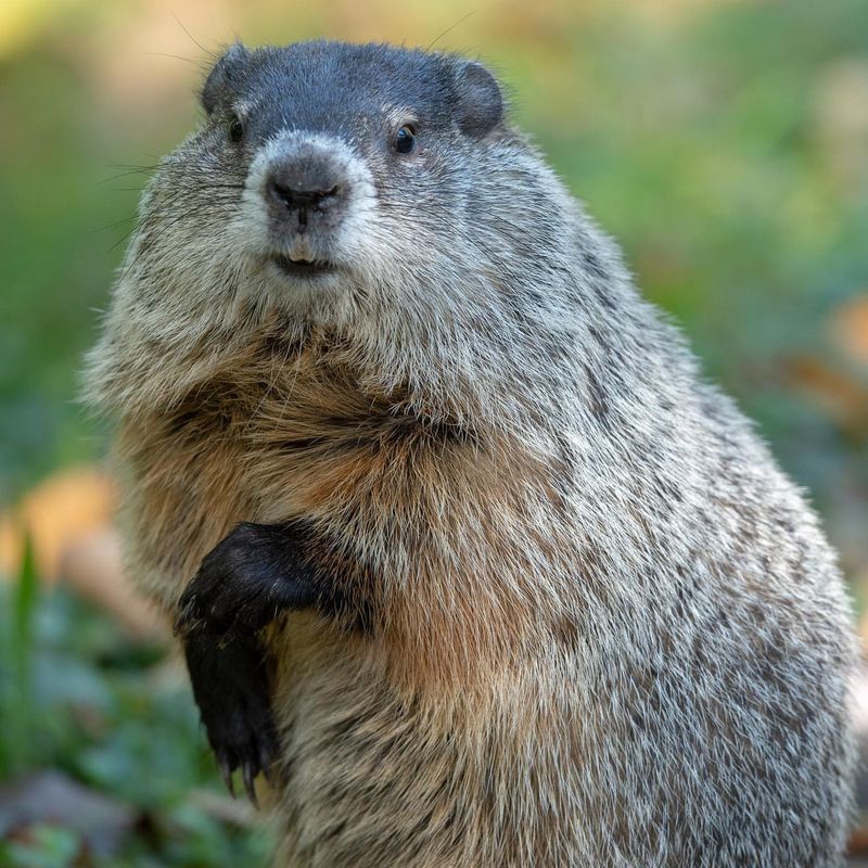 Groundhog (Woodchuck)
