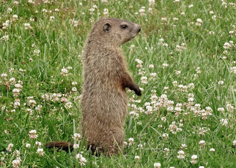 Groundhogs: The Underground Architects