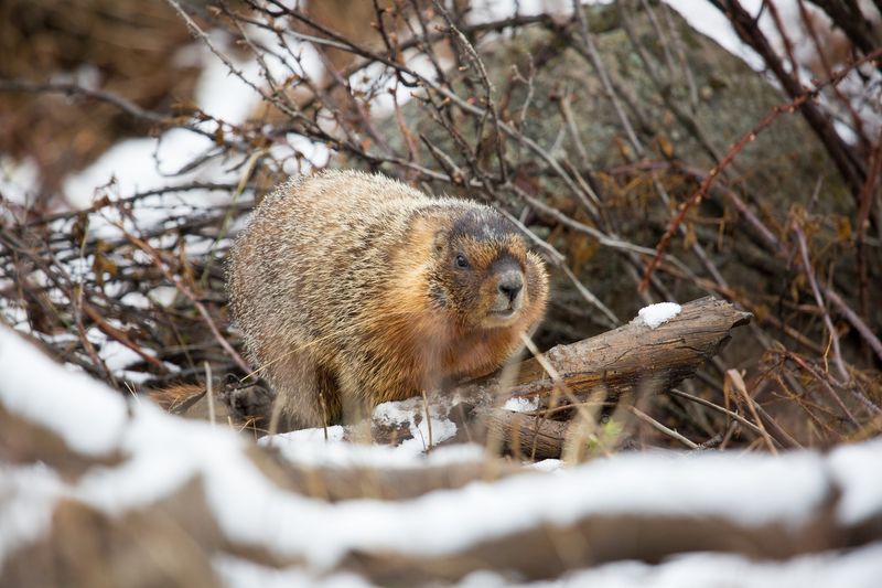 Woodchucks: Underground Architects