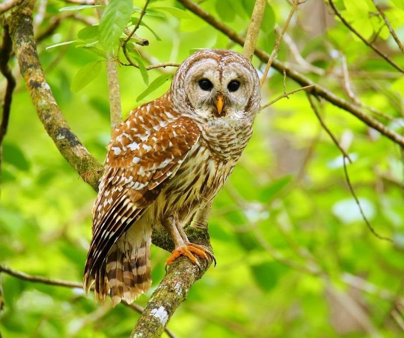 Barred Owls Calling From Neighborhood Trees