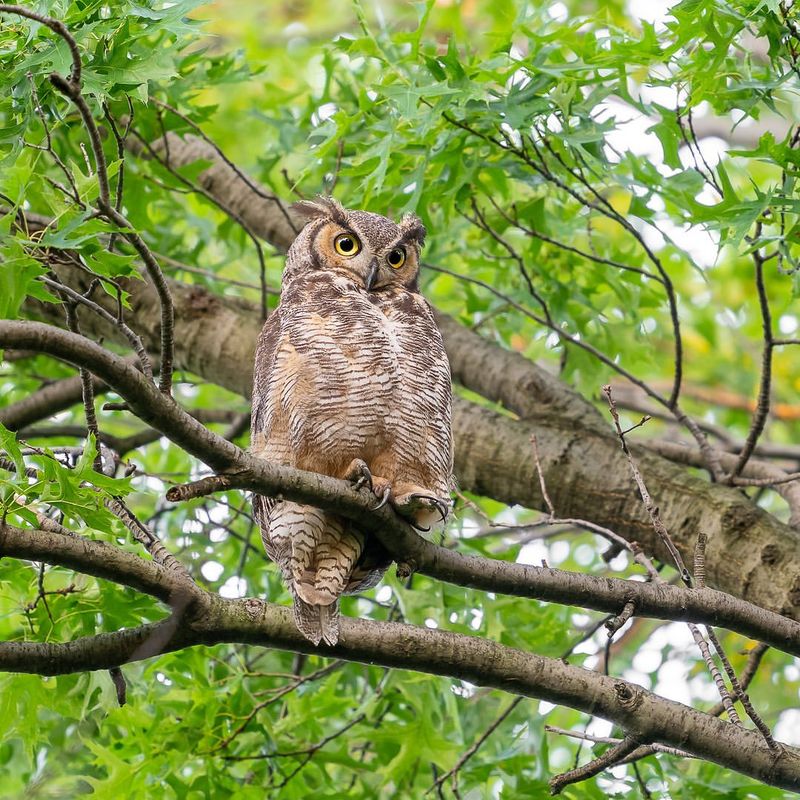 Great Horned Owl
