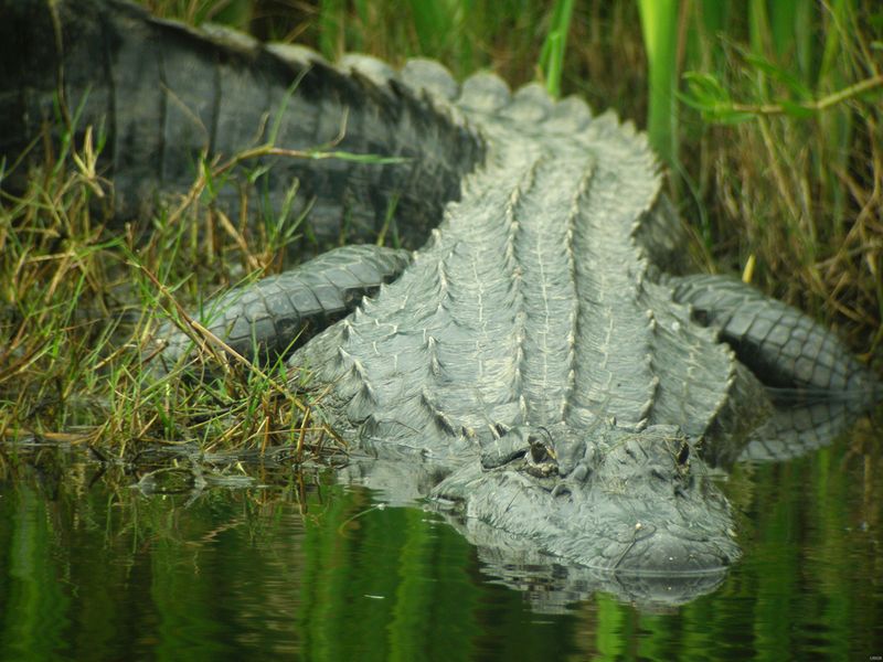 American Alligator: Prehistoric Predator in Your Pond