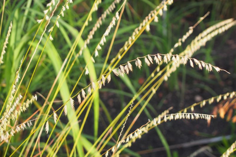 Sideoats Grama: Texas State Grass