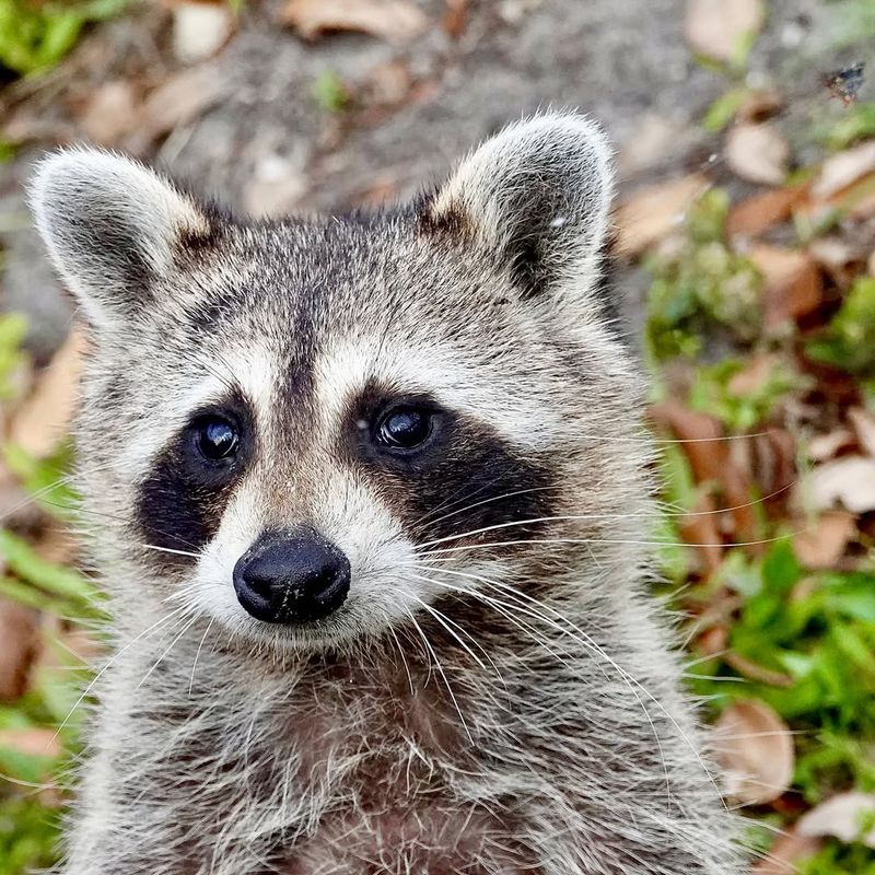 Raccoons: Masked Midnight Bin Raiders