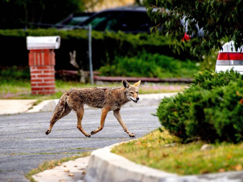 Coyotes Adapting To City Sidewalks