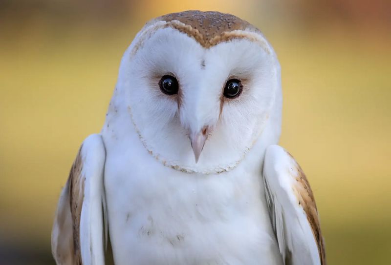 Barn Owls: Vanishing Farm Guardians