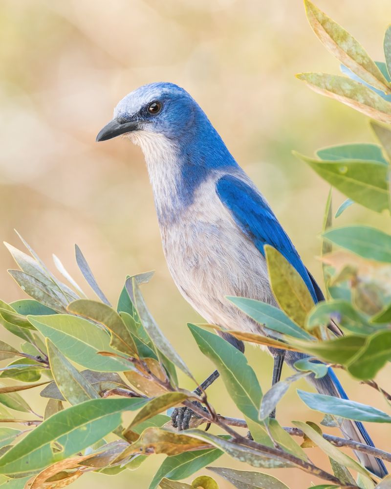 Florida Scrub-Jays Among Oak Thickets
