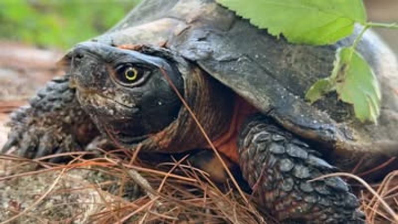 Wood Turtles