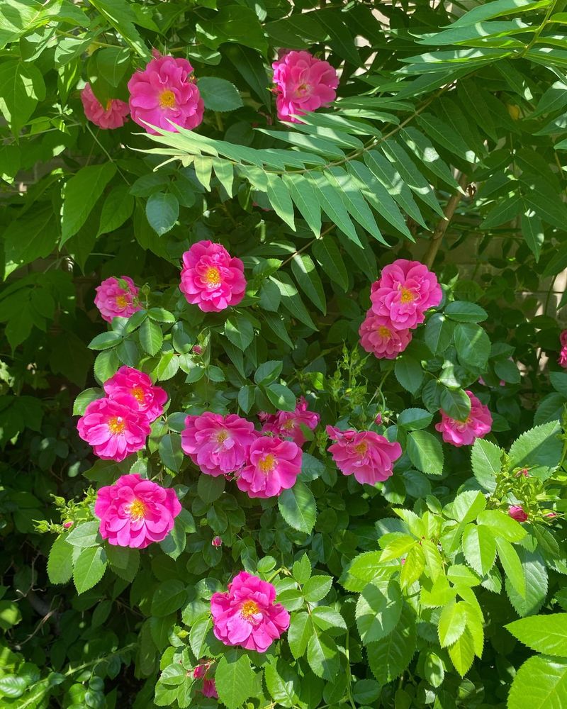 William Baffin Climbing Rose
