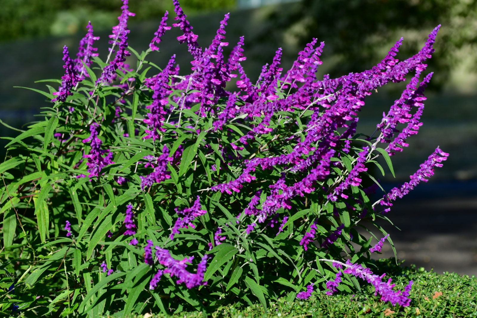Easy Fall Plants For Curb Appeal In Texas Yards