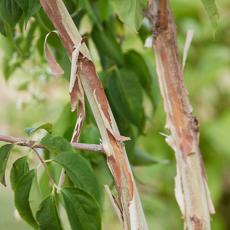 Attractive Exfoliating Bark Adds Winter Interest