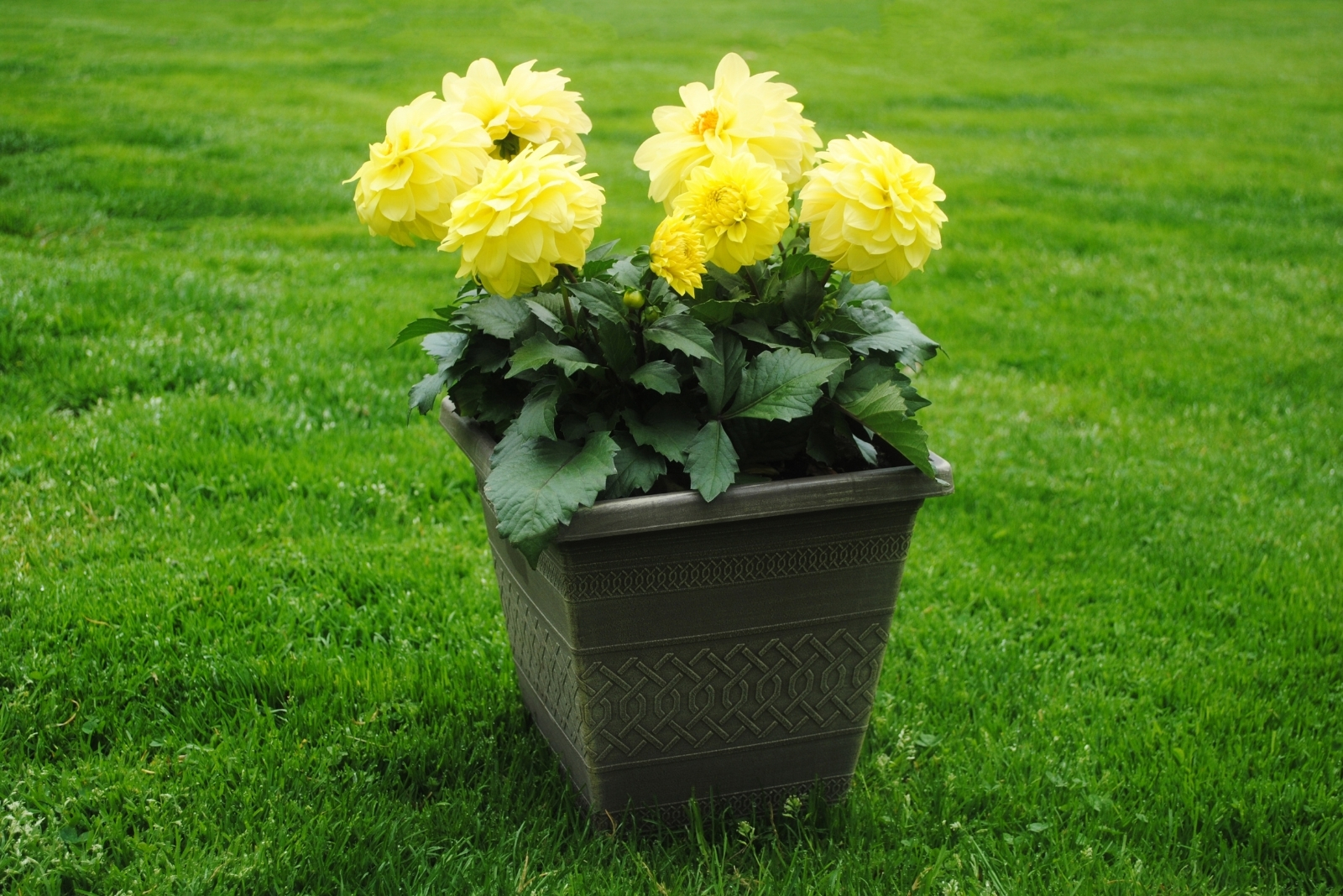 Easy Tips To Grow Dahlias In Pots In Washington