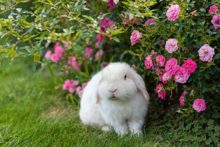 cute and sweet white dwarf bunny rabbit sitting on grass (featured image)