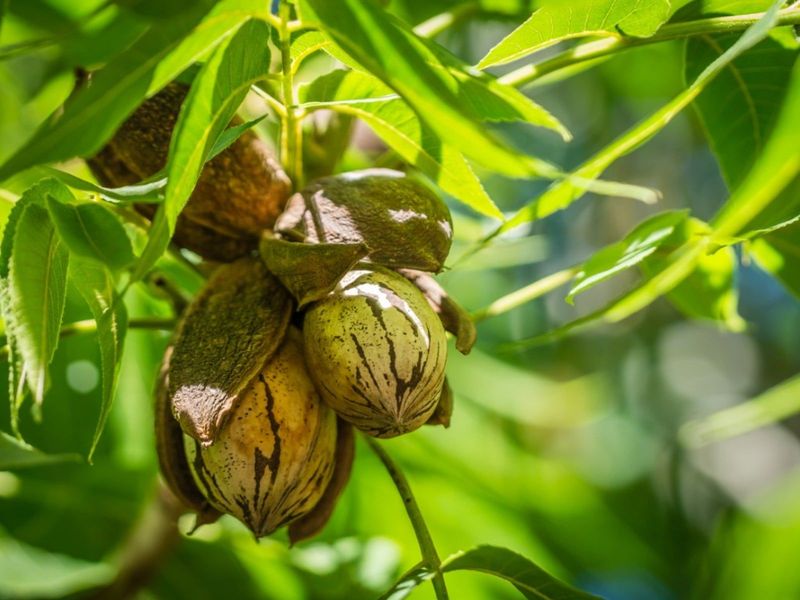 Pecan Trees