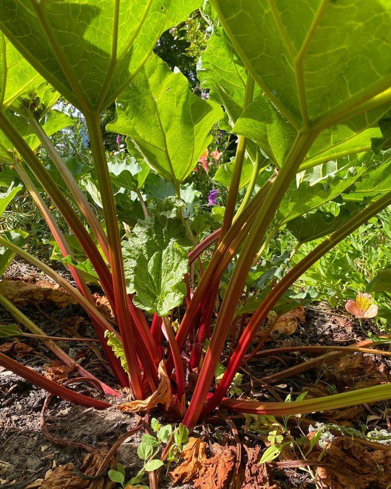 Rhubarb