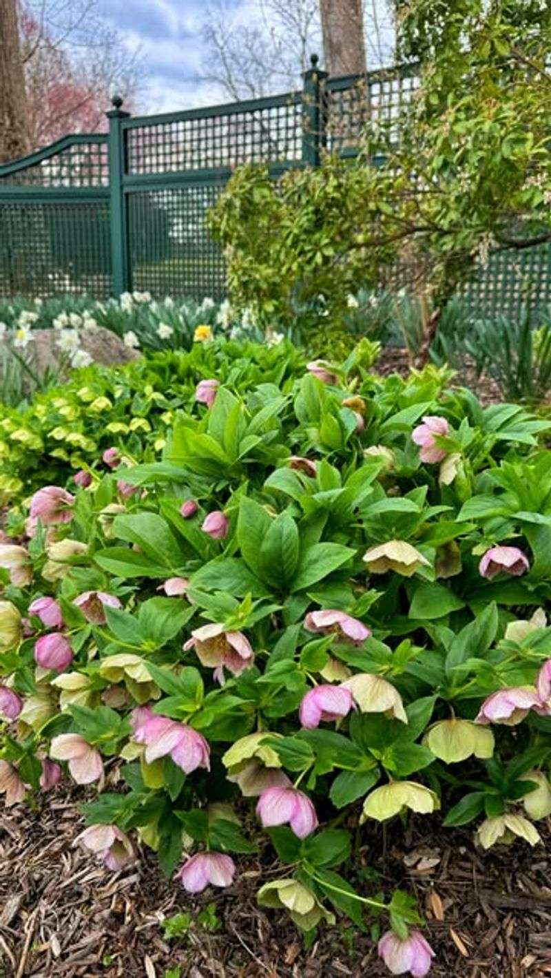 Hellebores: Winter's Secret Stars