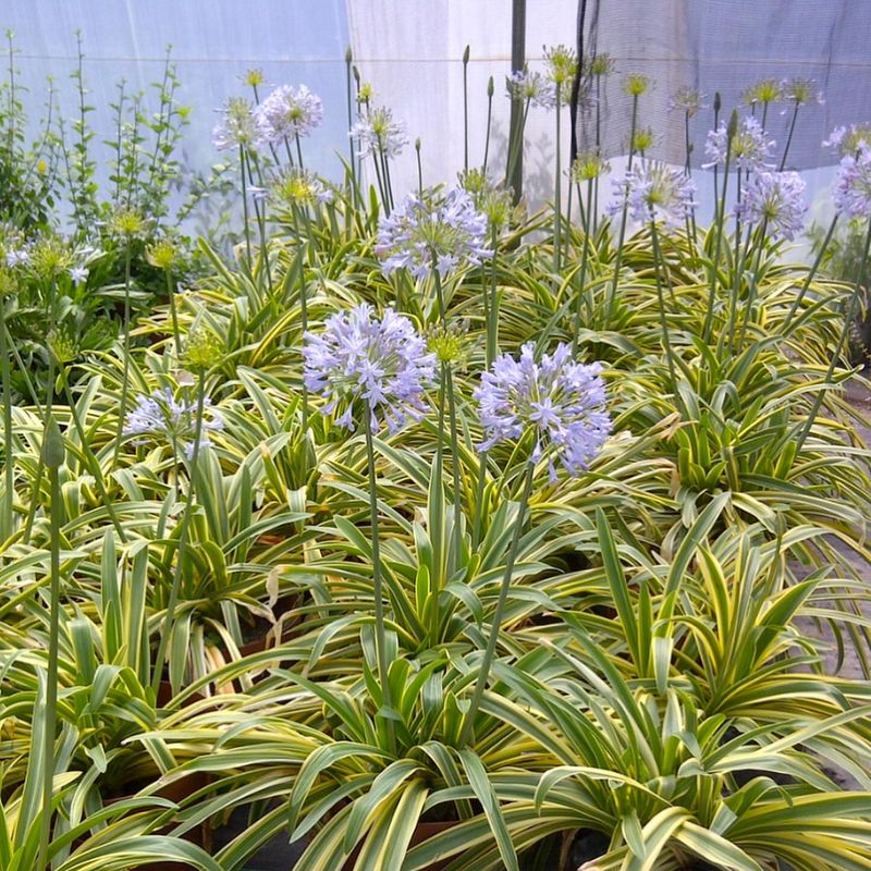 Agapanthus