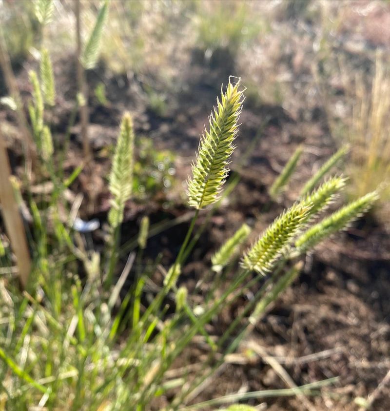 Crested Wheatgrass