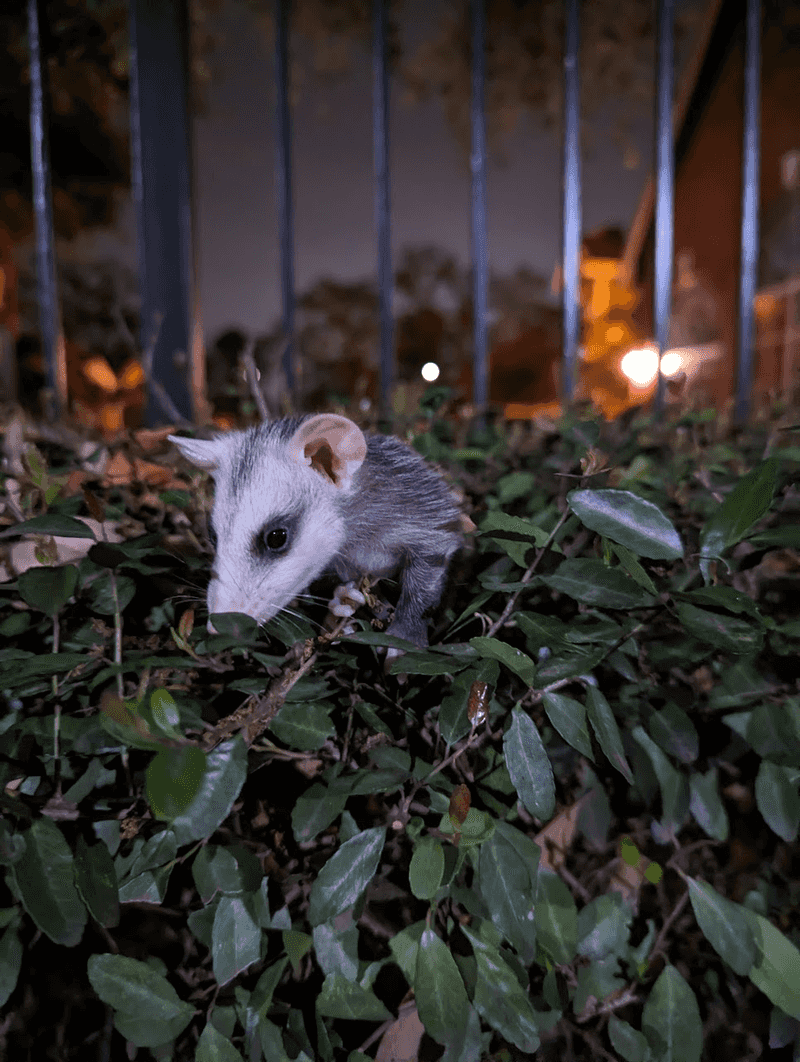 Rodent Regulators