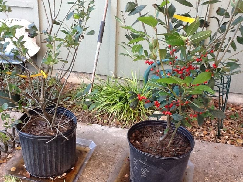 Native Berry Containers