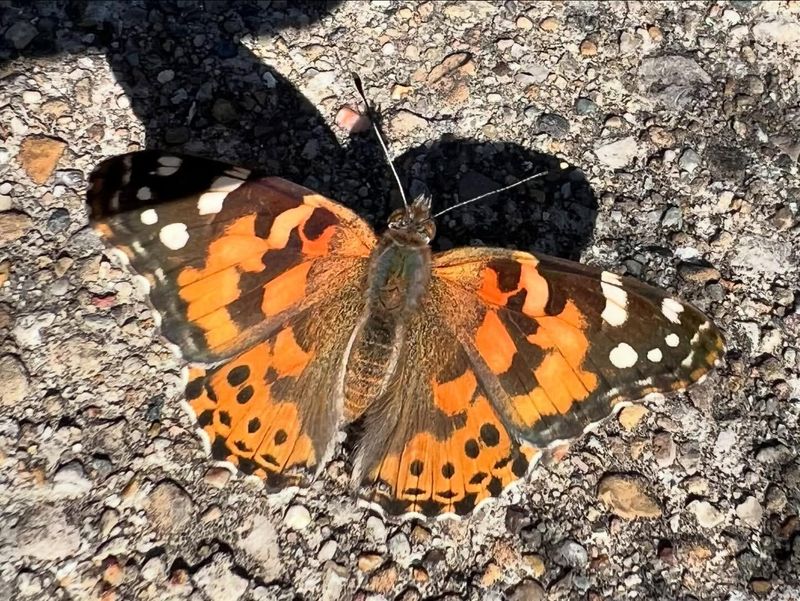 Butterfly Sunning Spots