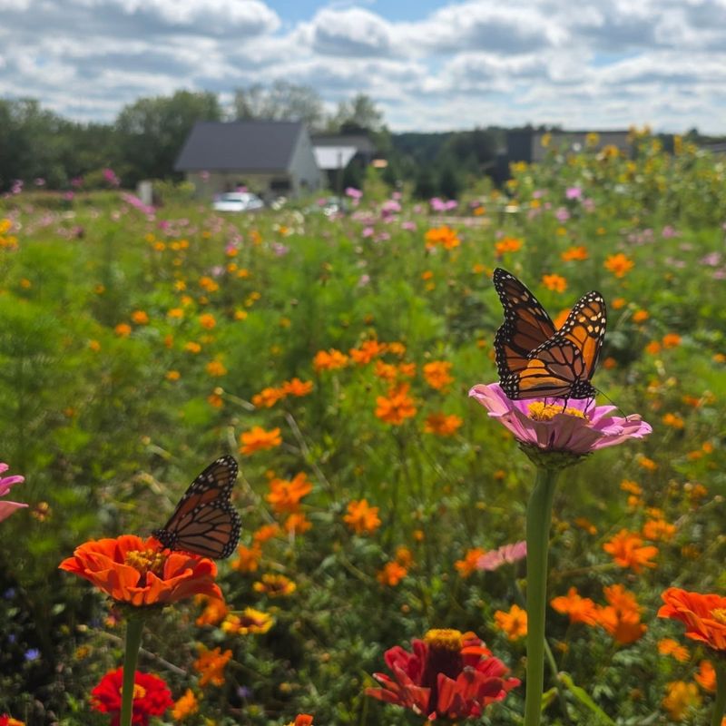 Butterfly Rest Stops