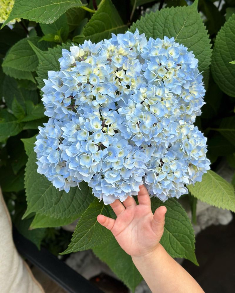 Climate-Adaptive Hydrangeas