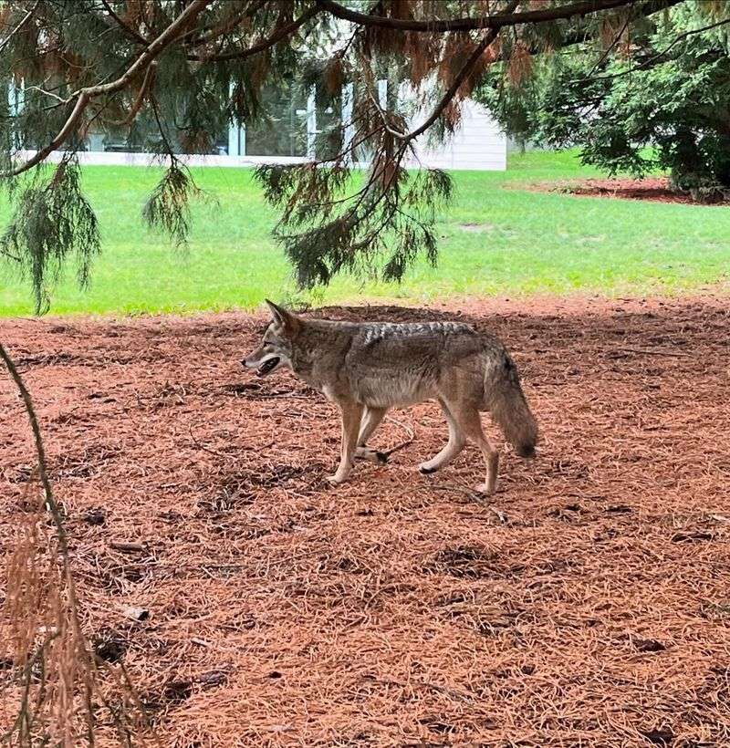 DON'T Run Away From A Coyote