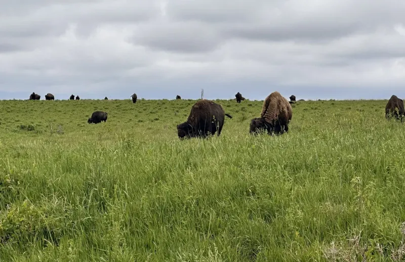 Neal Smith Wildlife Refuge's Savanna Trails