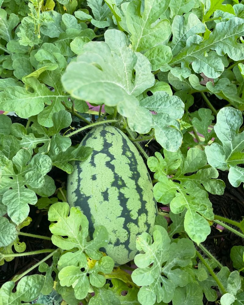 Watermelon