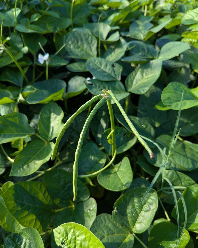 Southern Peas: Drought-Defying Legumes