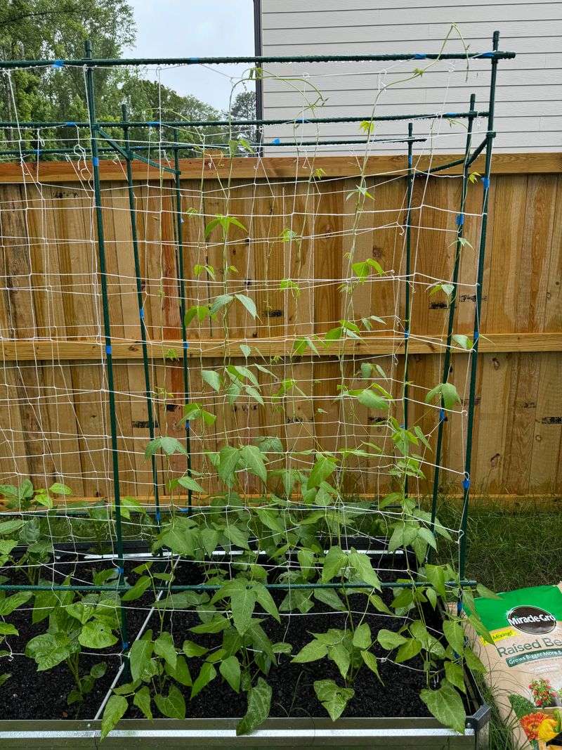 Lima Beans: Humidity-Loving Climbers